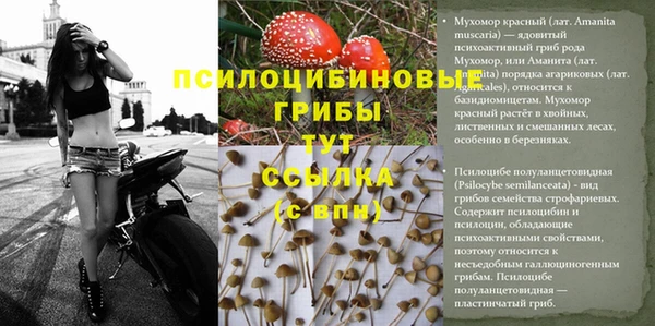 PSILOCYBIN Алексеевка